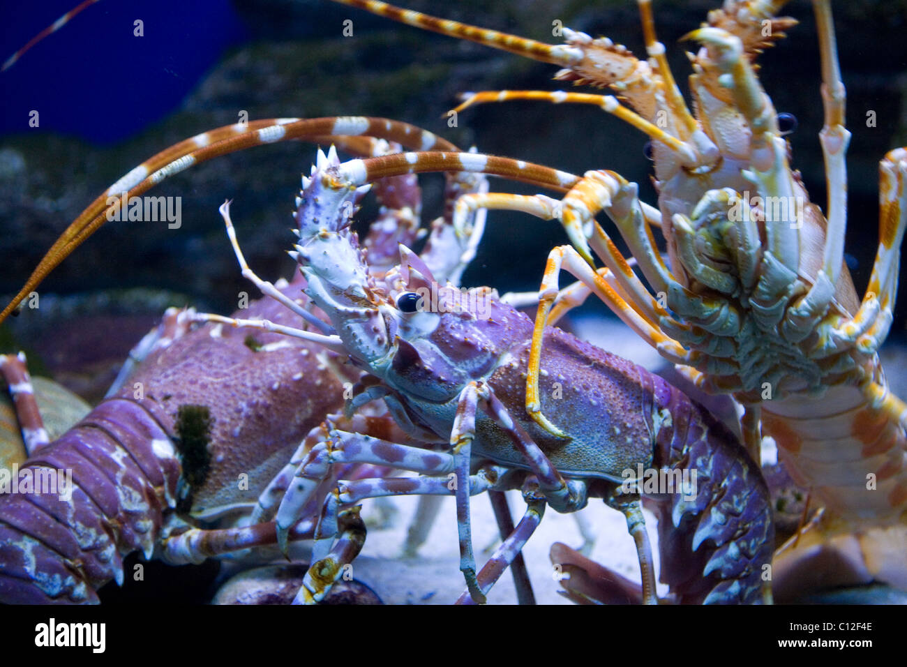 Southcoast Langouste à l'Aquarium de Cape Town dans les réservoirs Banque D'Images