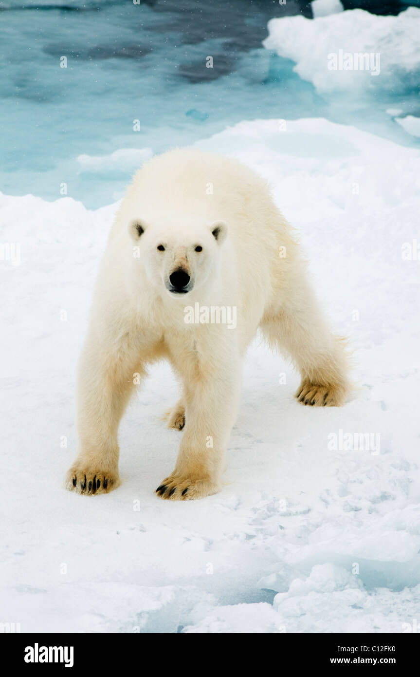 L'ours polaire (Ursus maritimus) sur la banquise, 81 degrés Nord, France Banque D'Images