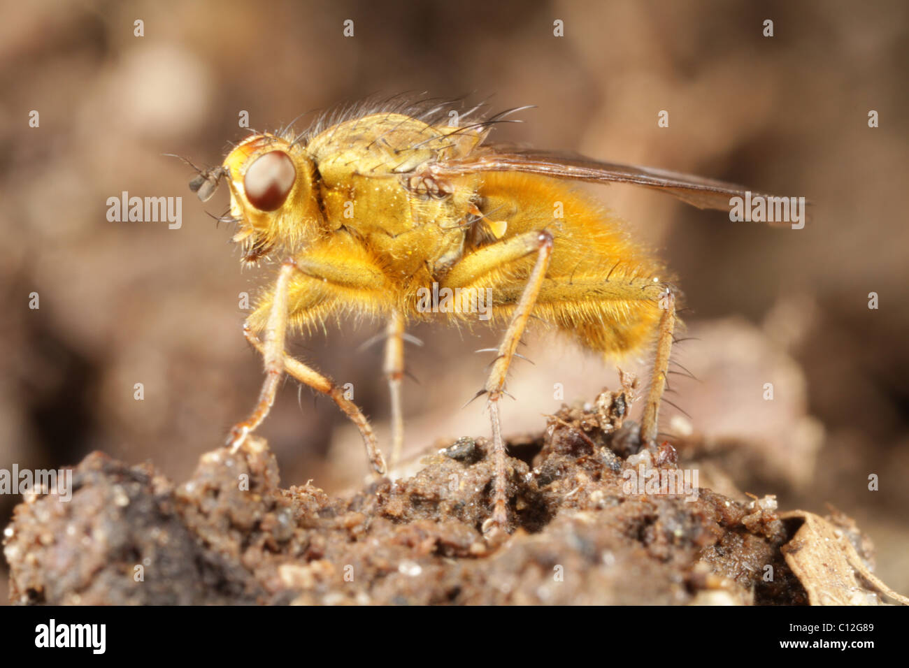 Golden dung fly, Scathophaga stercoraria. Banque D'Images