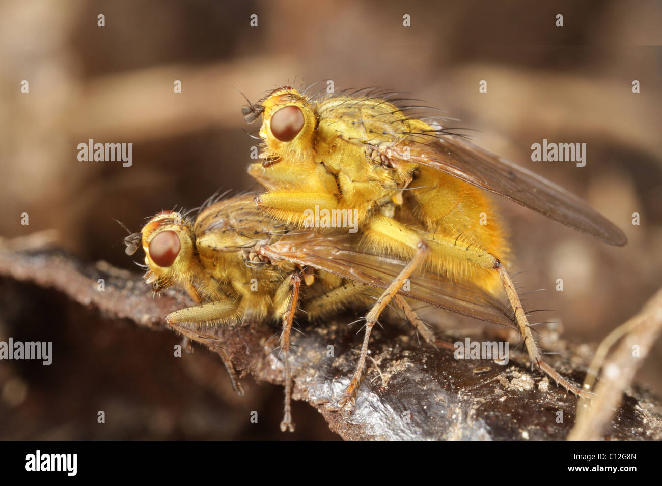 La bouse d'or mouches, Scathophaga stercoraria mâle, femelle garde pendant qu'elle pond des oeufs. Banque D'Images
