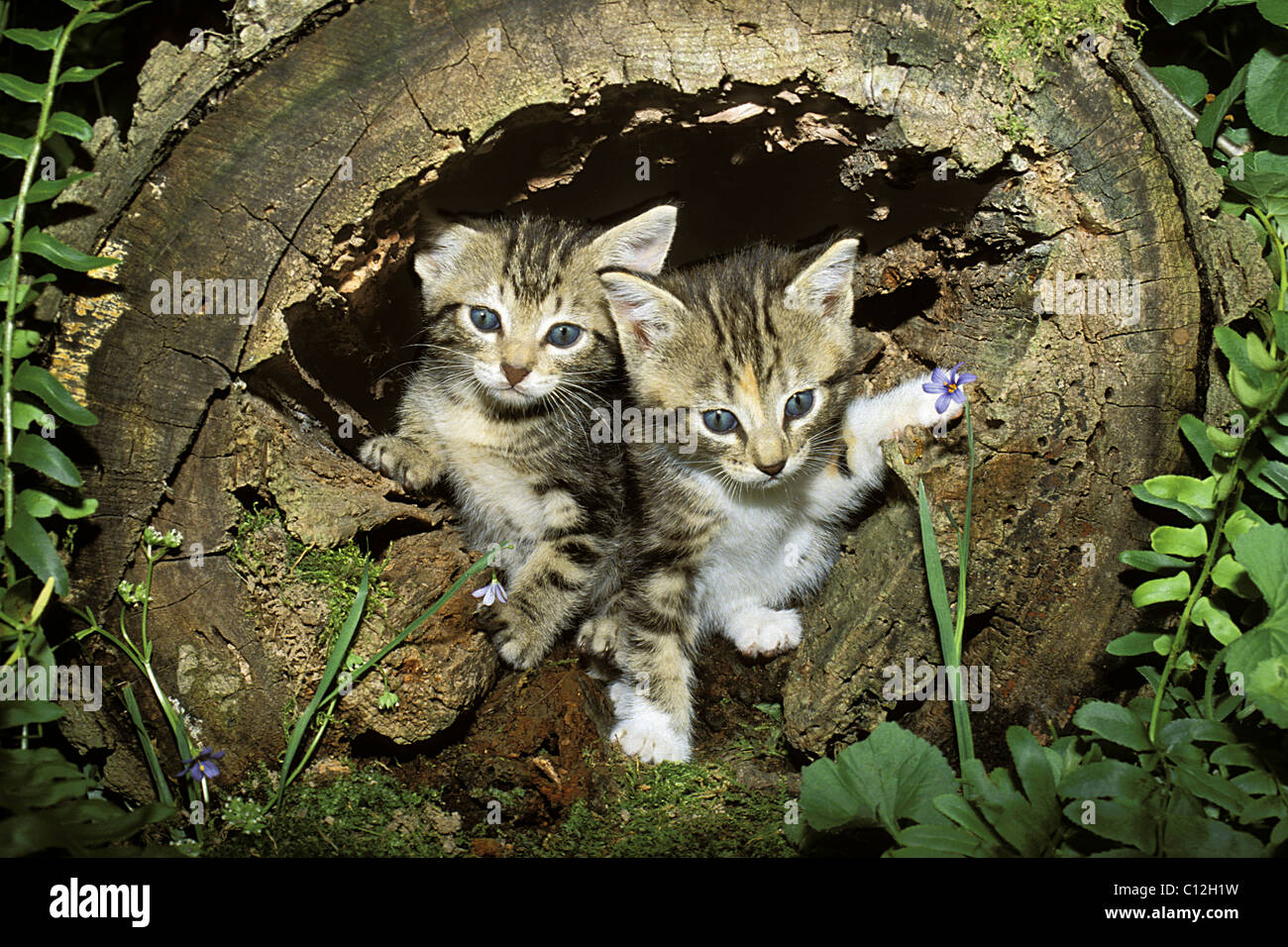 Deux chatons tabby peek de hollow log en jouant dans le jardin d'ombre d'été Banque D'Images