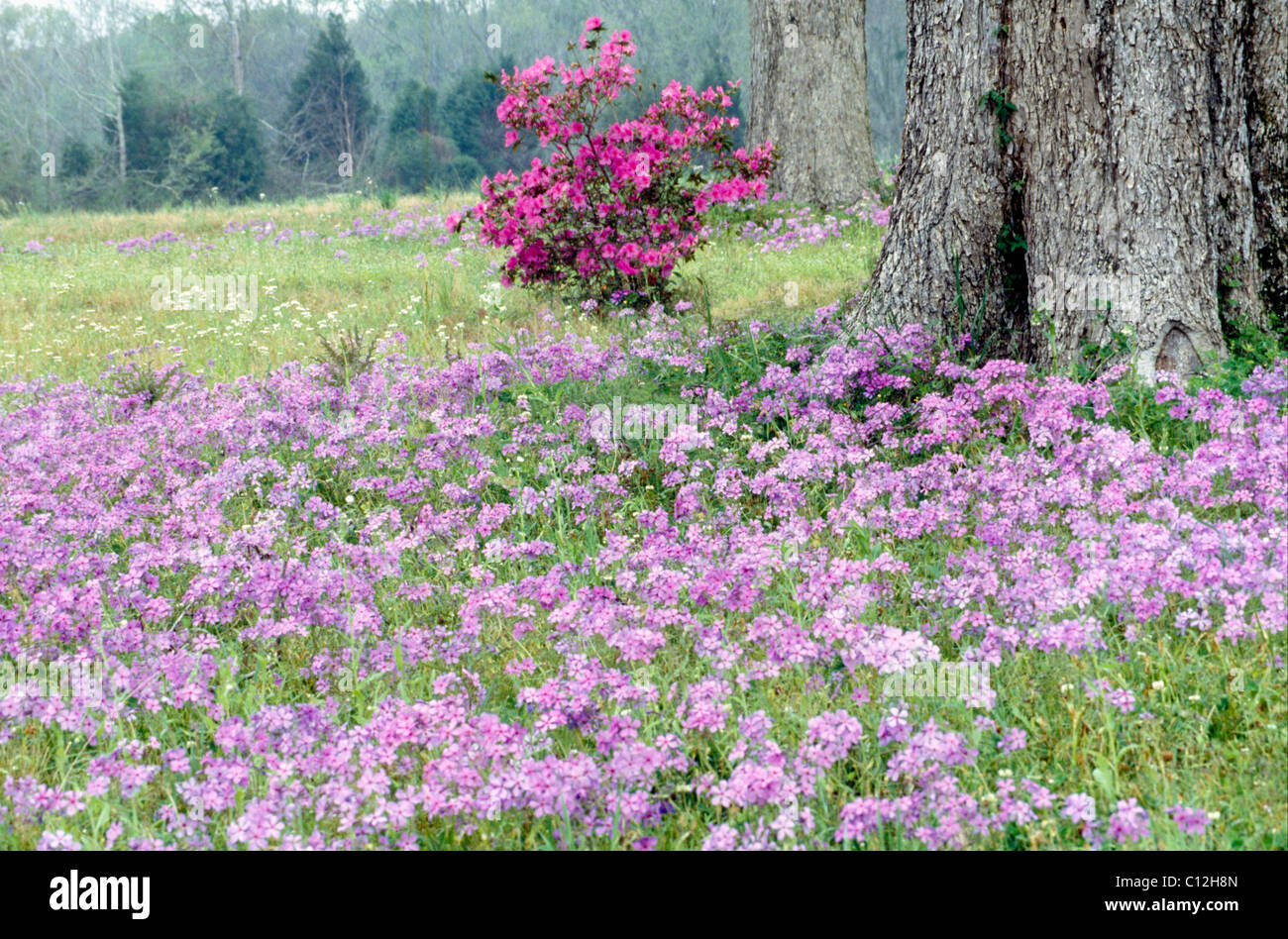 Jour brumeux dans une prairie de fleurs sauvages, phlox et azalées, près d'un chêne au printemps, en Louisiane, aux États-Unis. Banque D'Images