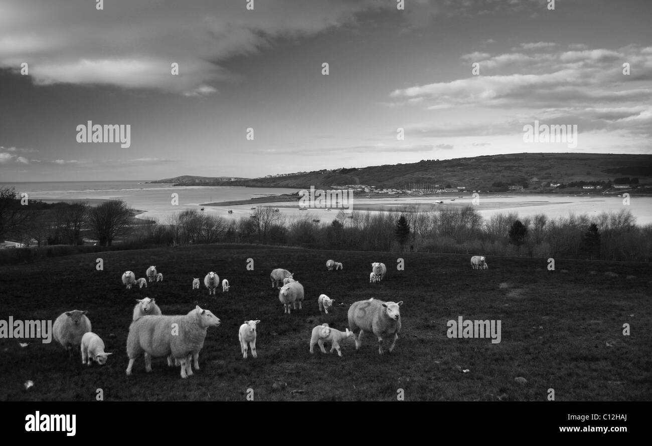 Le pâturage des moutons au-dessus de l'estuaire de Teifi, Pembrokeshire Banque D'Images