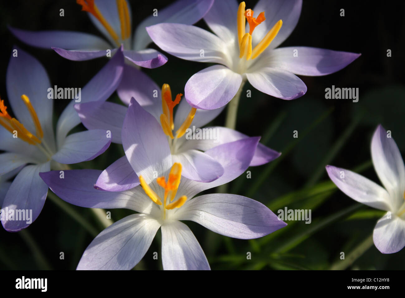 fleurs lilas Banque D'Images