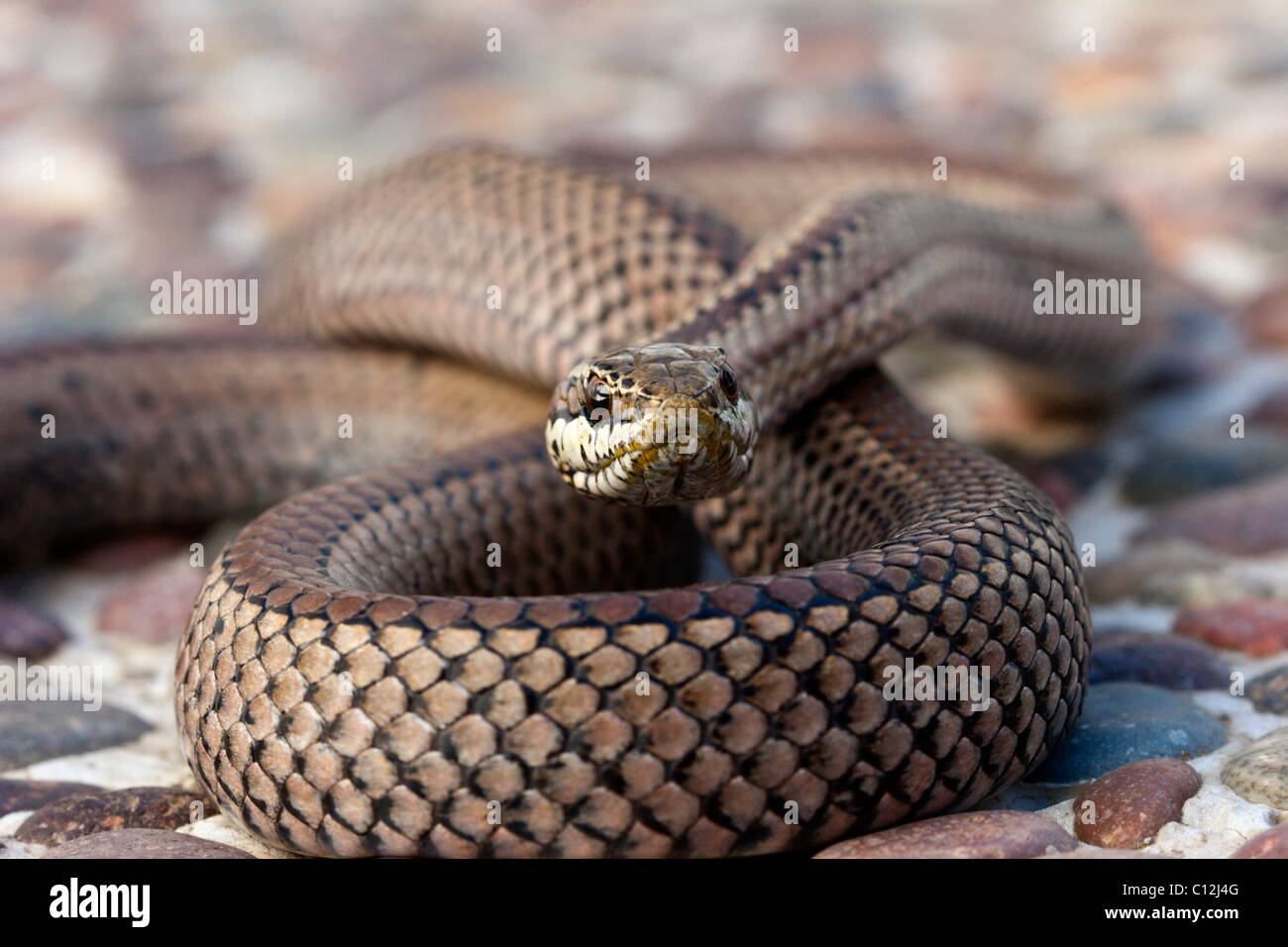 Poison venimeux serpent serpent brun grève serpentine culebra bite con cola larga Banque D'Images