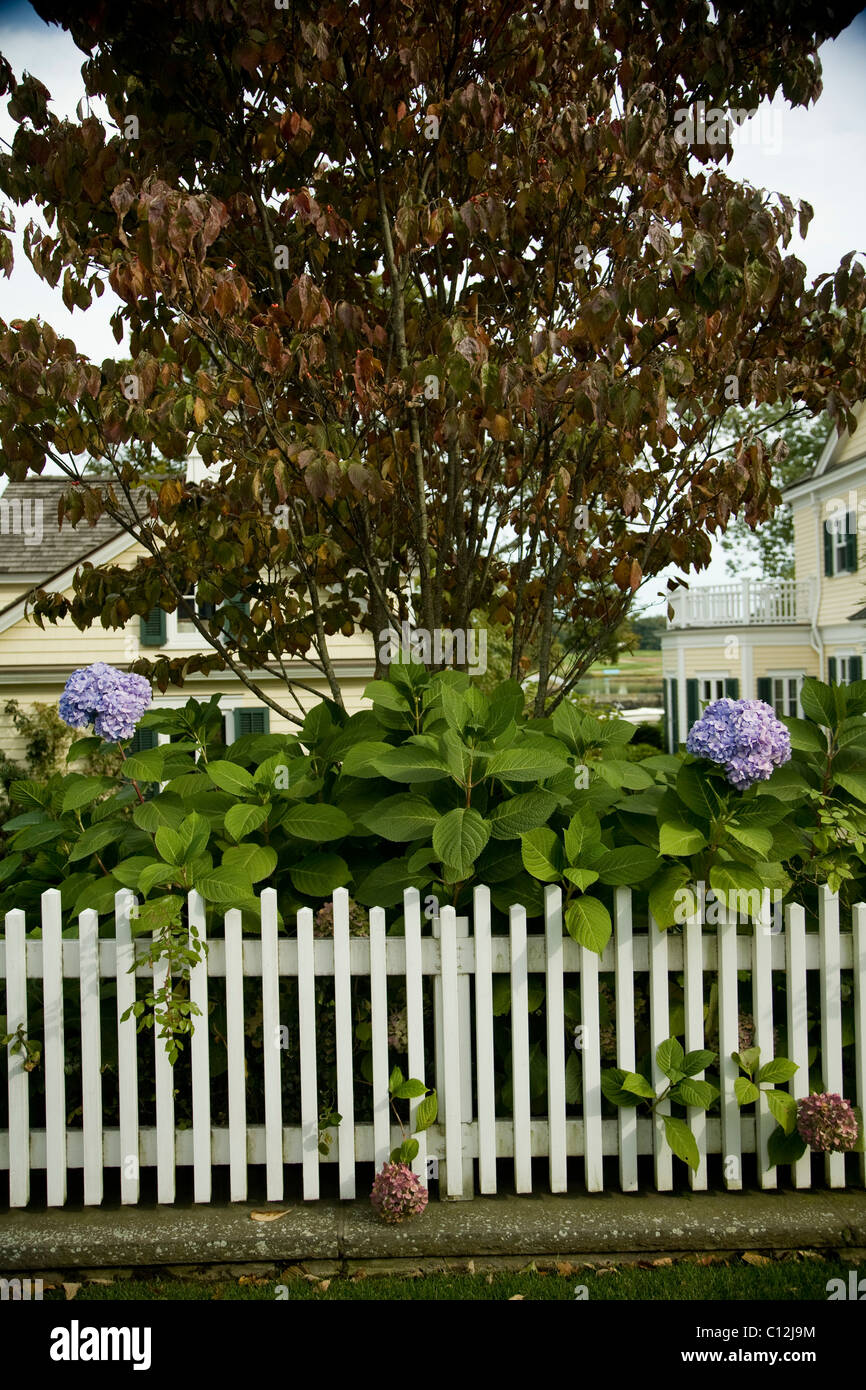 Clôture blanche, buissons d'hortensias, couleurs d'automne, violet, bleu clair fleurs, pelouse, jardin de banlieue Banque D'Images