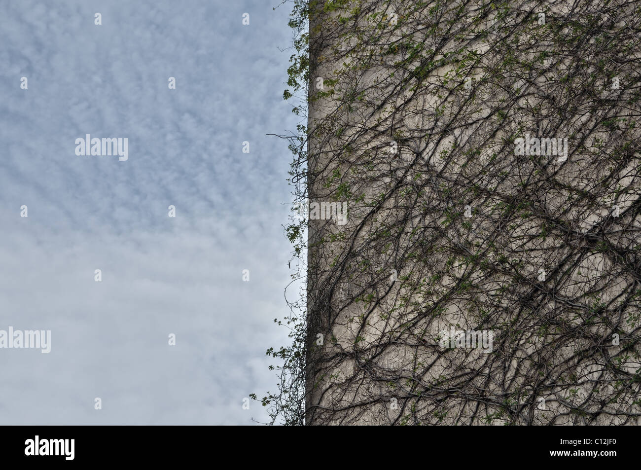 Plante rampante sur mur de béton et ciel nuageux. Banque D'Images