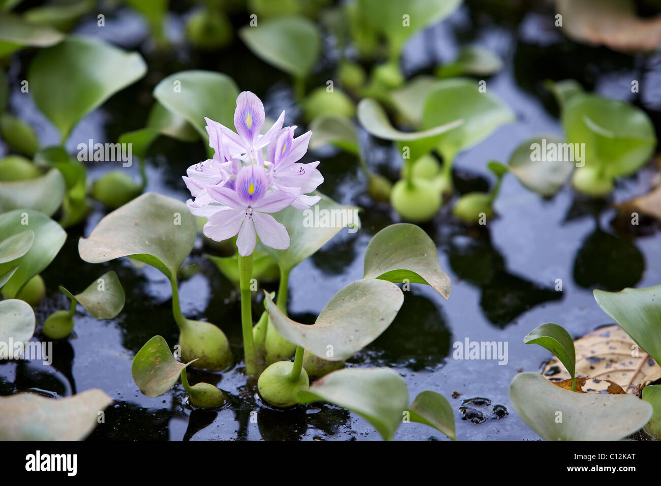 La jacinthe d'eau dans les backwaters, Kerala, Inde Banque D'Images