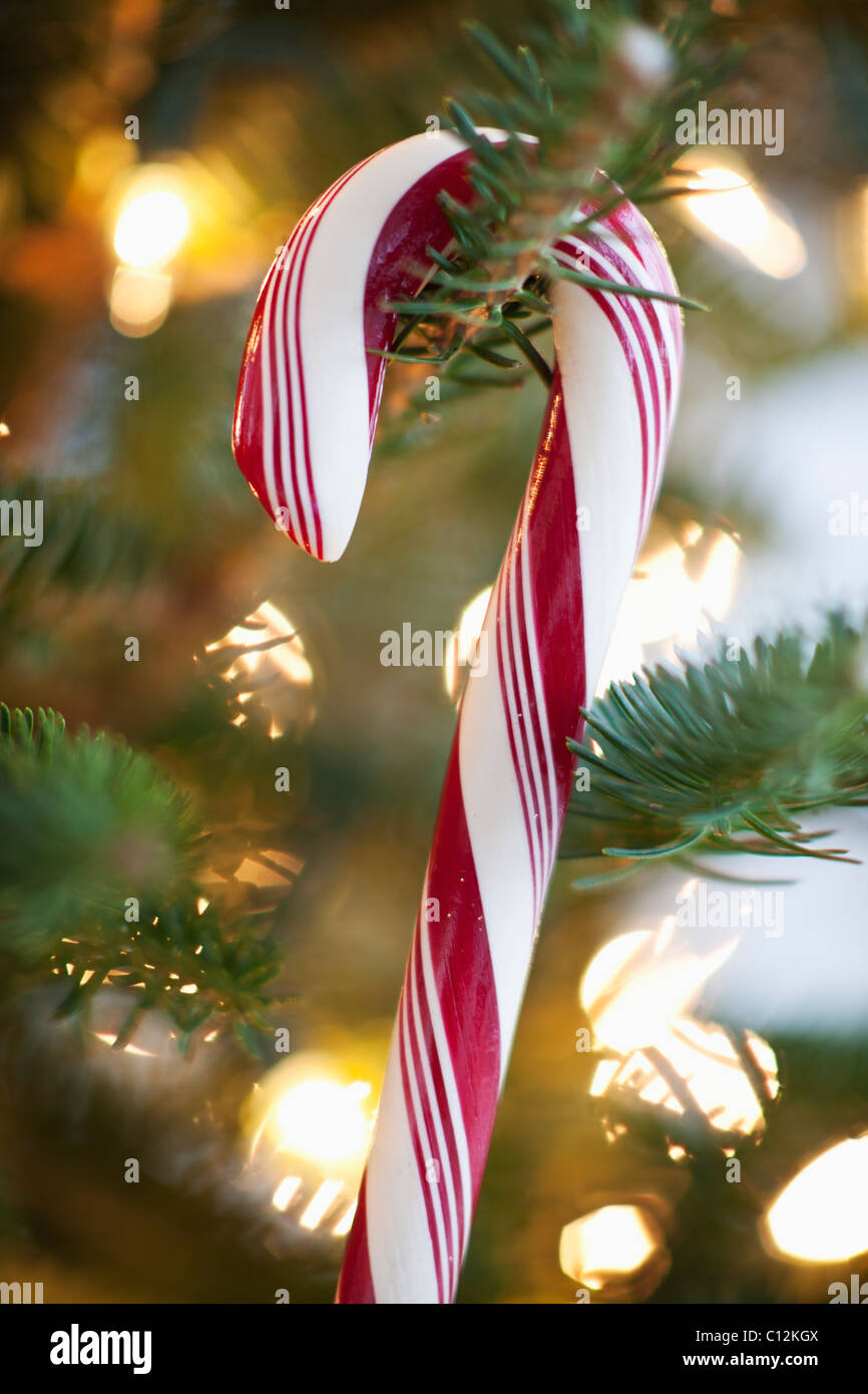 Close-up of Candy Cane hanging on christmas tree, studio shot Banque D'Images