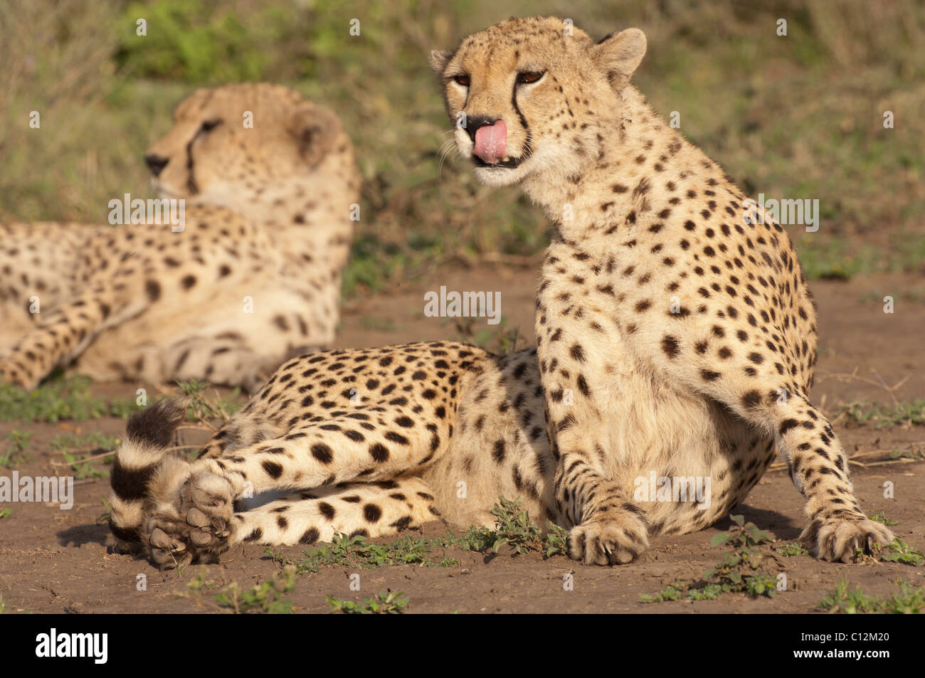 Stock photo d'un guépard assis jusqu'à s'en lécher les babines. Banque D'Images