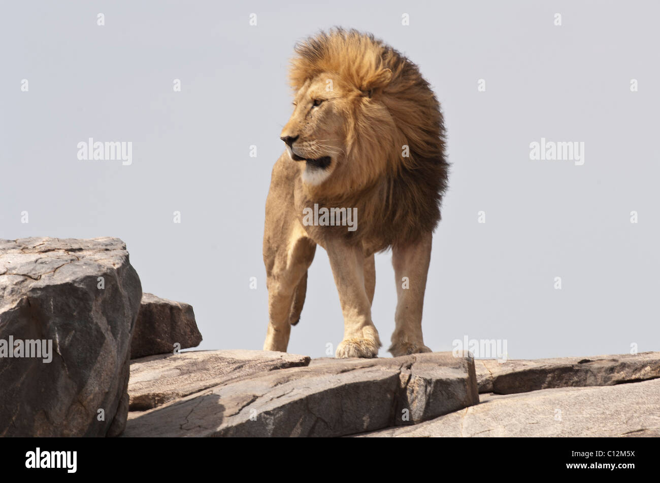 Stock photo d'un grand mâle Lion debout sur le haut d'un kopje, Serengeti National Park Banque D'Images