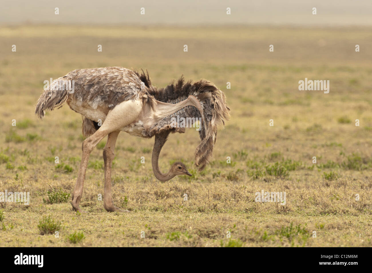 Stock photo d'une femelle d'élevage d'autruches Masai affichant une danse. Banque D'Images