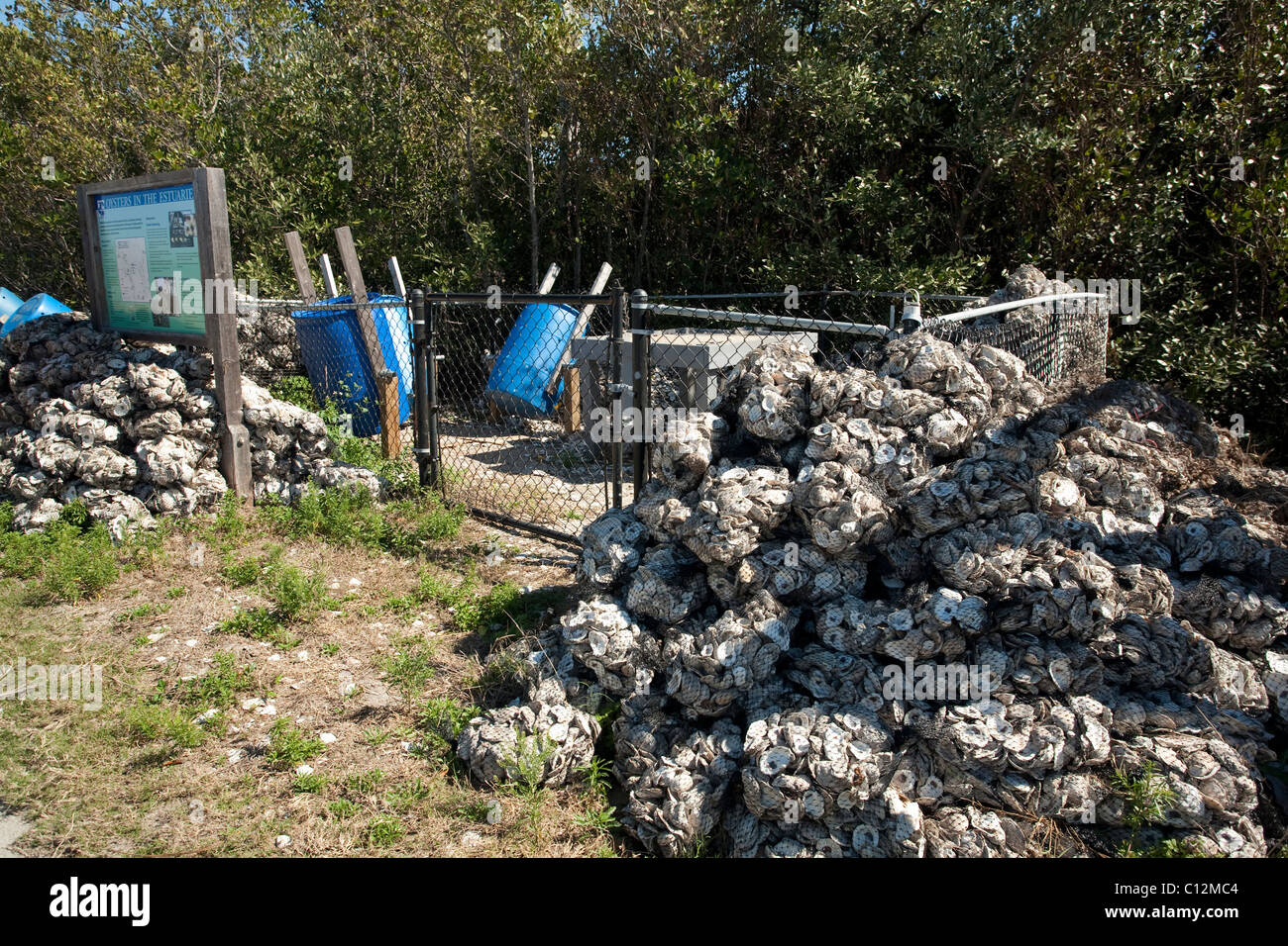 D'huîtres sont recueillies et ensachée au Florida Oceanographic Coastal Center à Stuart, en Floride, pour construire des récifs. Banque D'Images