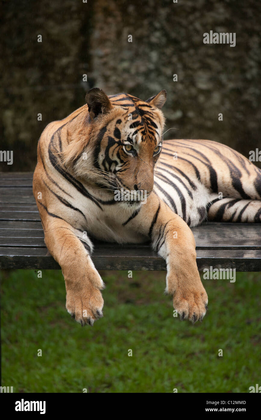 Tigre de Malaisie Banque D'Images