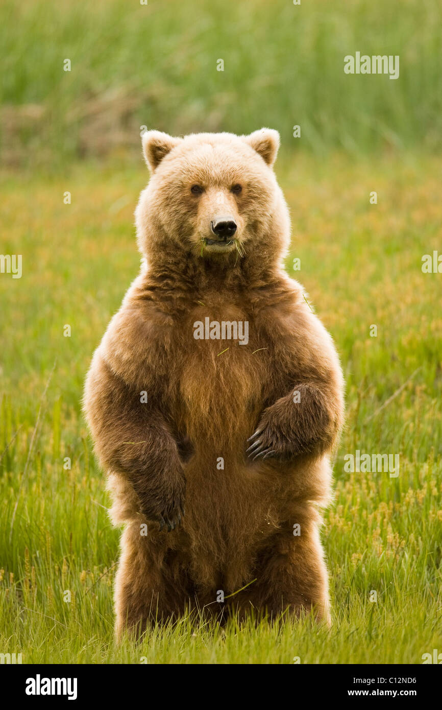 Une femelle ours brun se tient à l'endroit pour obtenir un meilleur point de vue de la prairie où elle se nourrit d'herbes. Banque D'Images