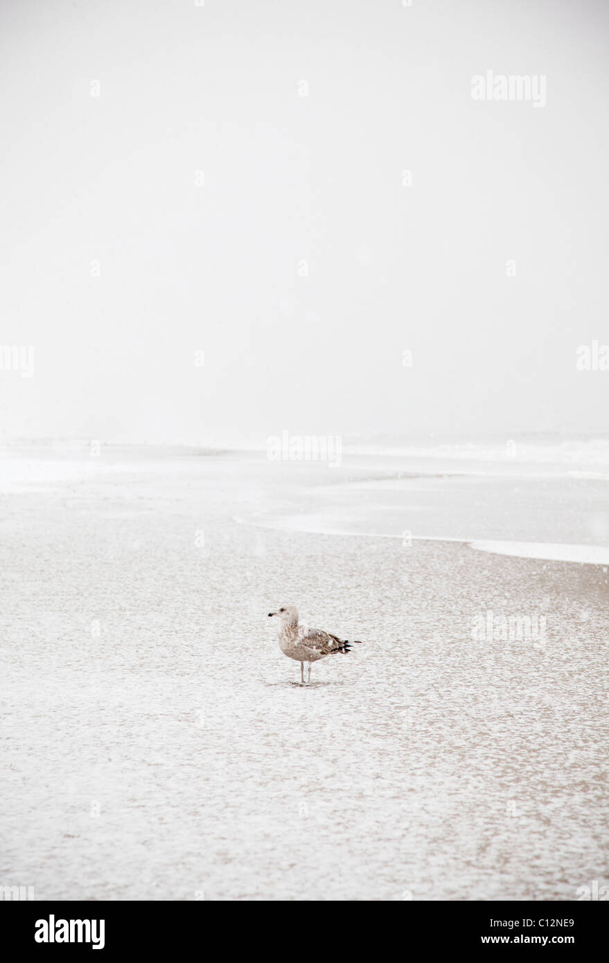 USA, New York State, Rockaway Beach, Seagull on beach in winter Banque D'Images