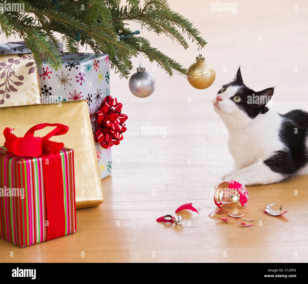 USA, New Jersey, Jersey City, cat briser des ornements de Noël Banque D'Images