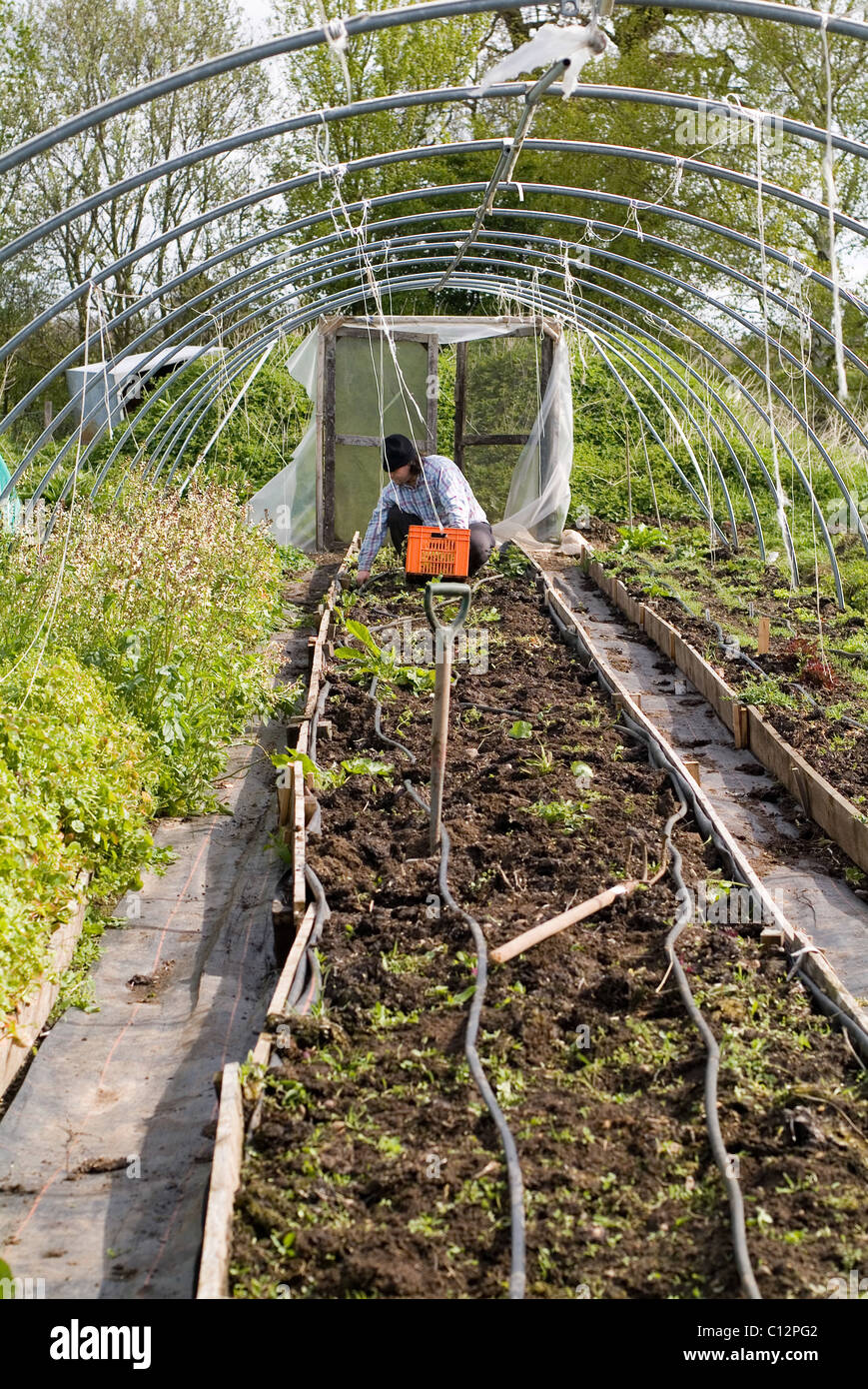 L'activité jardinage capturés à Garden Organic, Ryton, Warwickshire, UK Banque D'Images