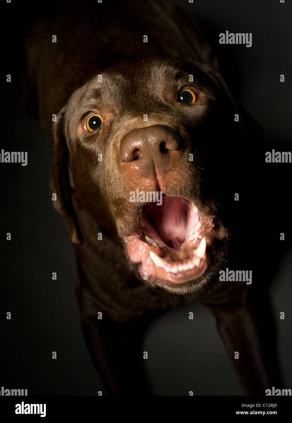 Labrador Retriever Chocolat Barking Banque D'Images