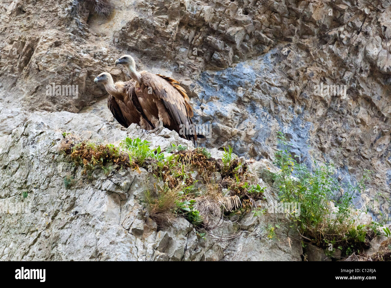 Vautour fauve dans les Pyrénées espagnoles. Banque D'Images