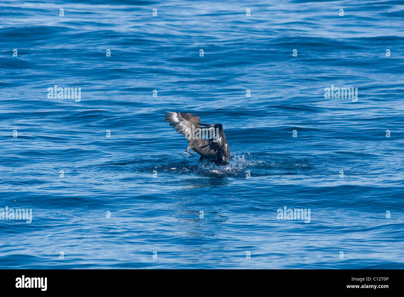 Catharacta Skua subantarctique, Antarctique, se nourrissant d'baitball Banque D'Images