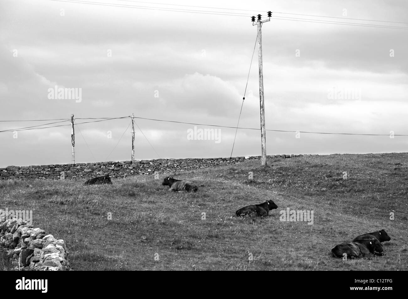 Bovins en champ sur les îles d'Aran, Inish Mor, comté de Galway, Irlande Banque D'Images