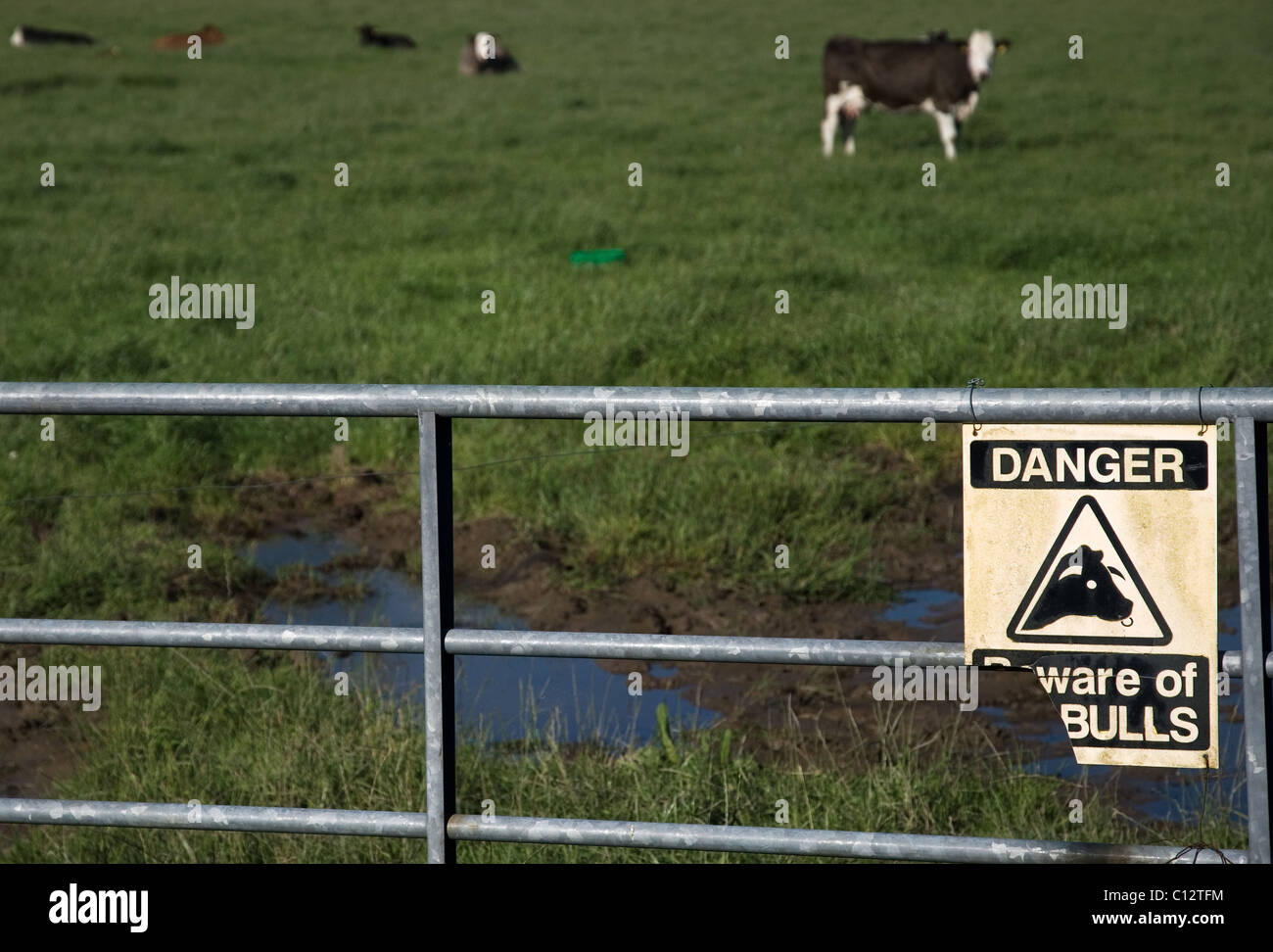Méfiez-vous du taureau signe sur porte de champ dans le comté de Cork, Irlande Banque D'Images