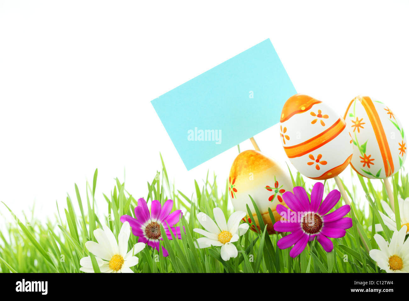 Les oeufs de Pâques jolie daisy,avec carte vierge sur l'herbe verte fraîche. Banque D'Images