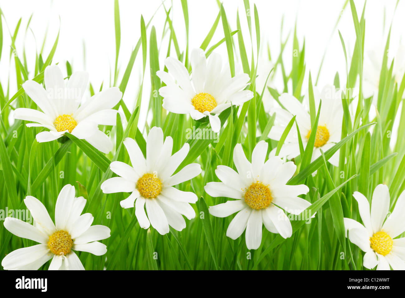 Marguerite blanche fleurs dans l'herbe verte Banque D'Images