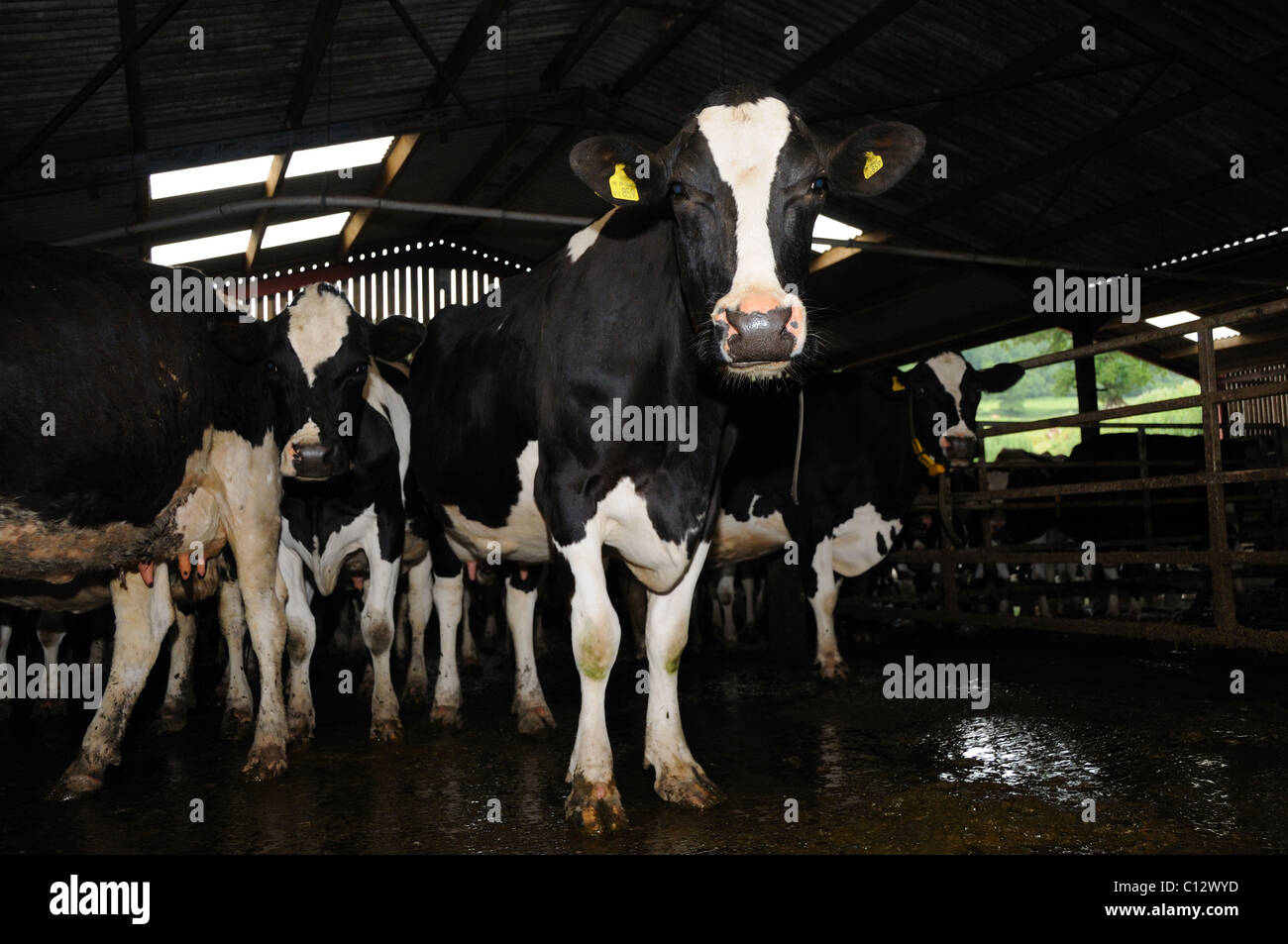 Vache laitière dans la grange prête pour la traite Banque D'Images