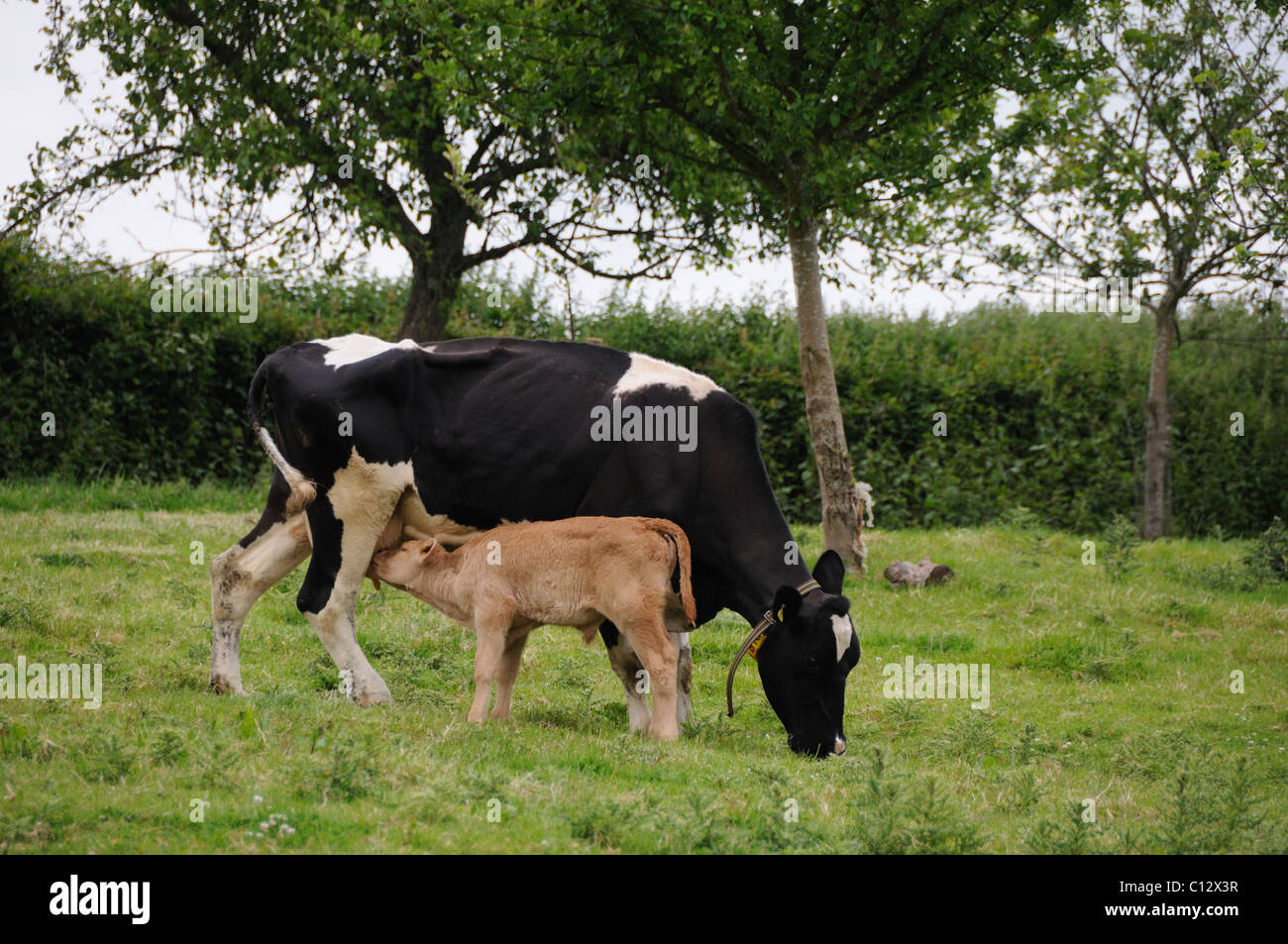 Vache laitière avec jeune veau Banque D'Images