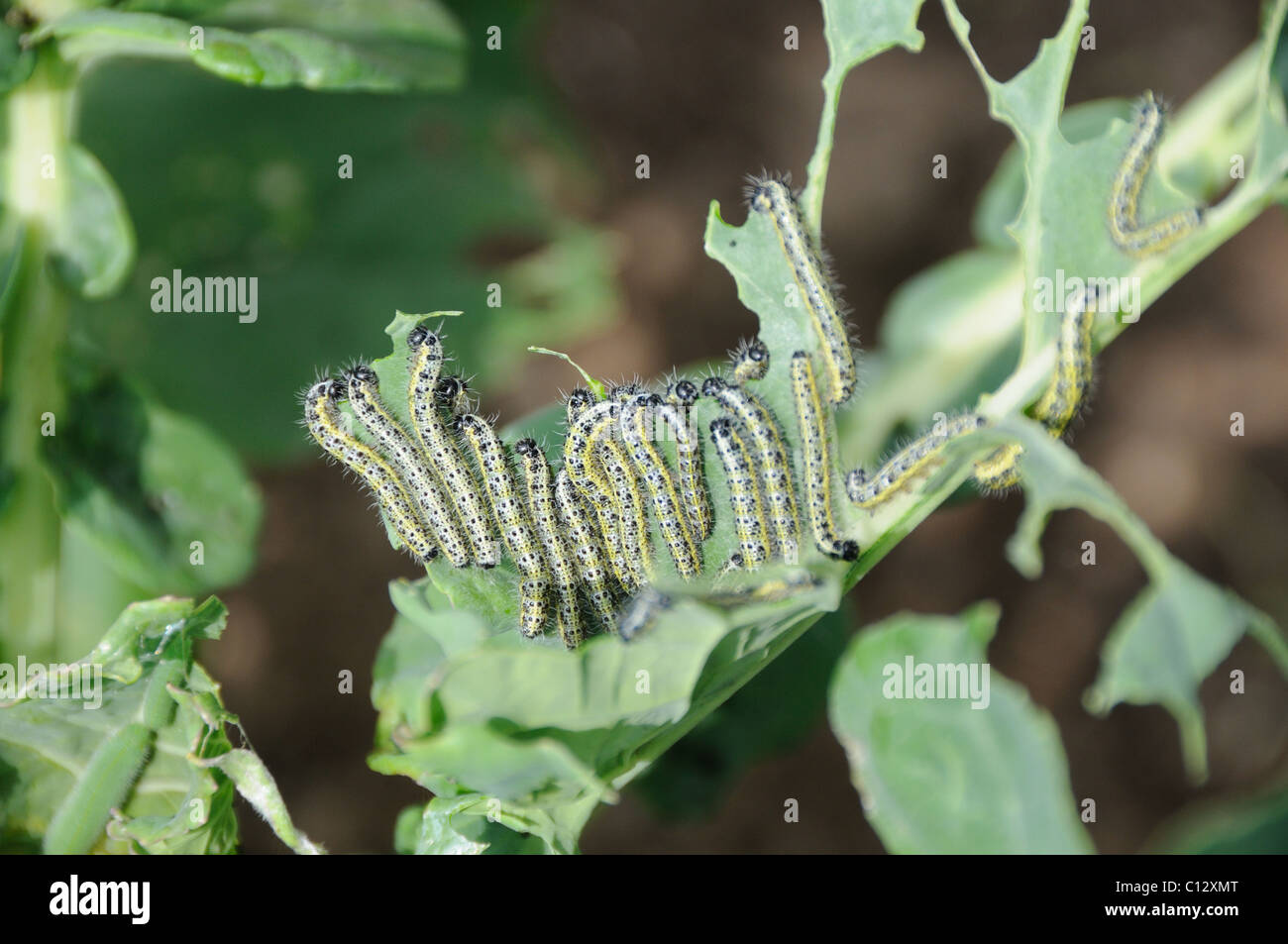 Caterpillar blanc chou manger son chemin à travers une culture Banque D'Images