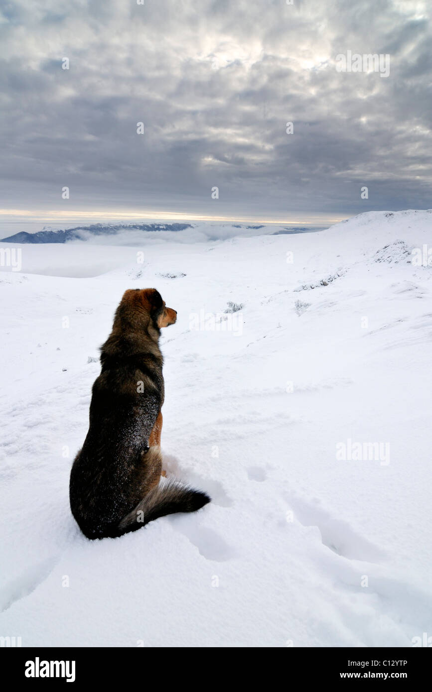 Chien assis sur Chatyr-dag plateau montagneux sur la Crimée en hiver Banque D'Images