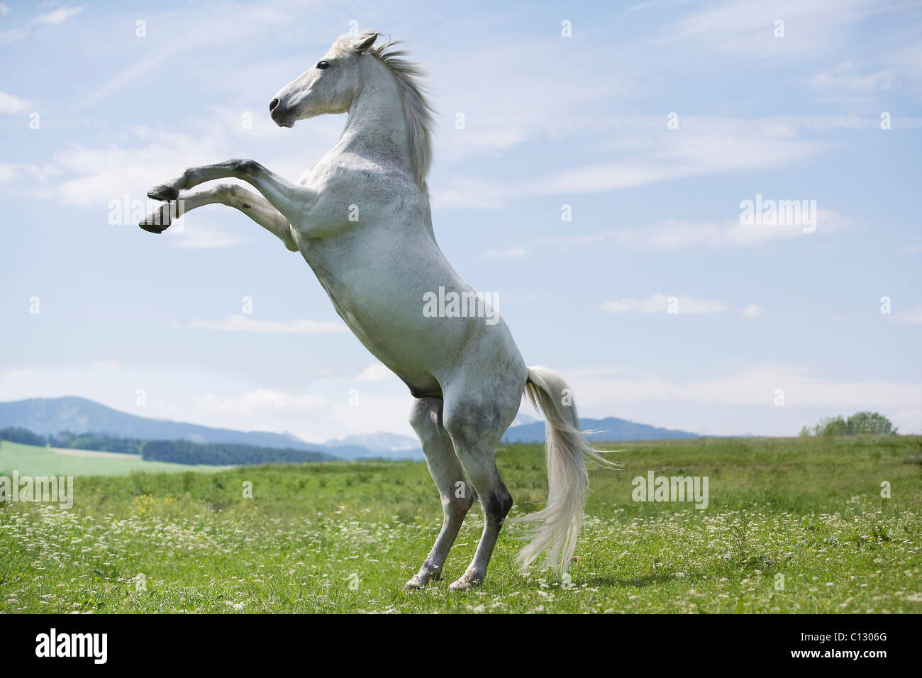 White Horse jumping on meadow Banque D'Images