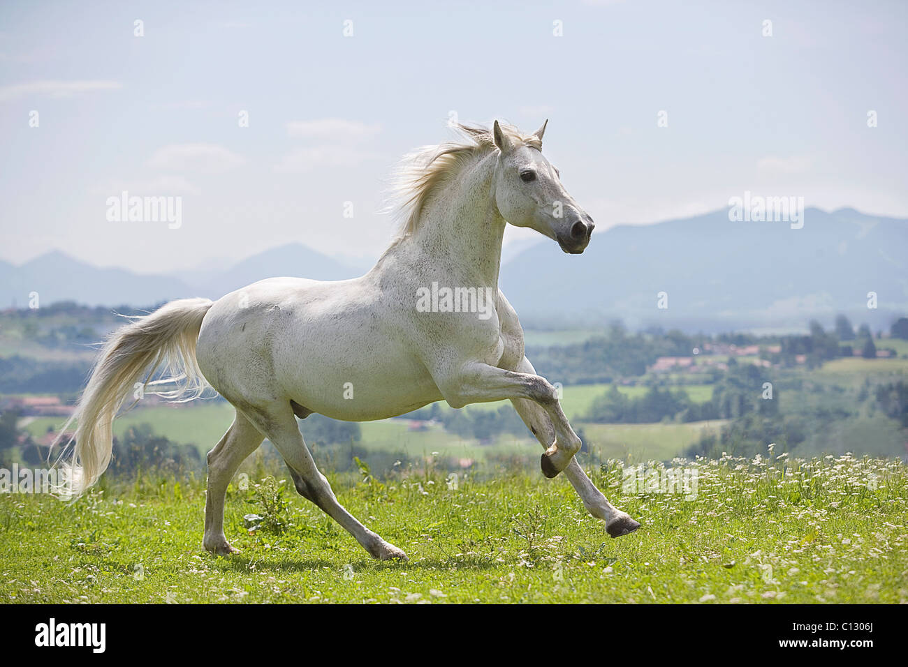White Horse running on meadow Banque D'Images