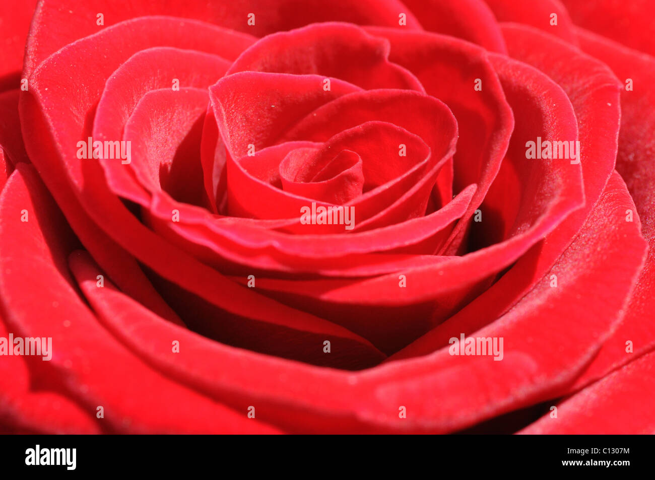 Rose rouge Banque D'Images