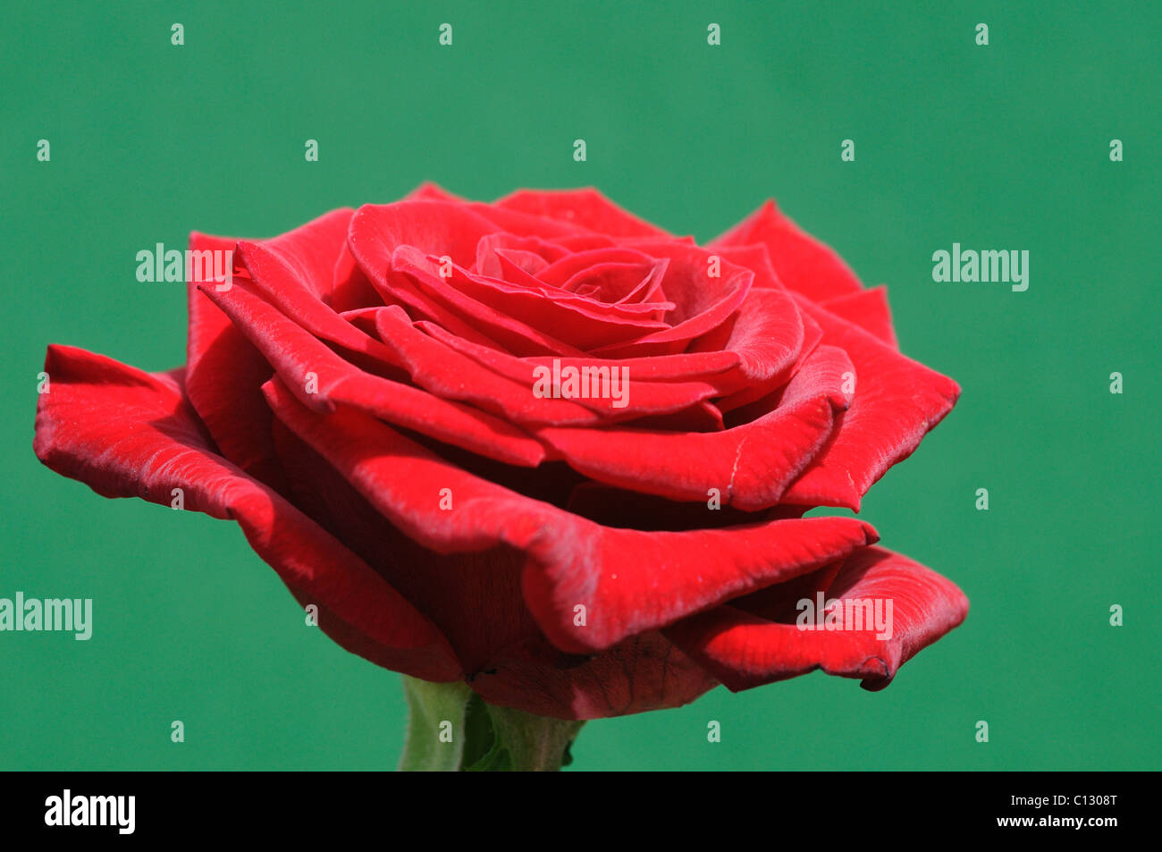 Rose rouge sur un fond vert Banque D'Images