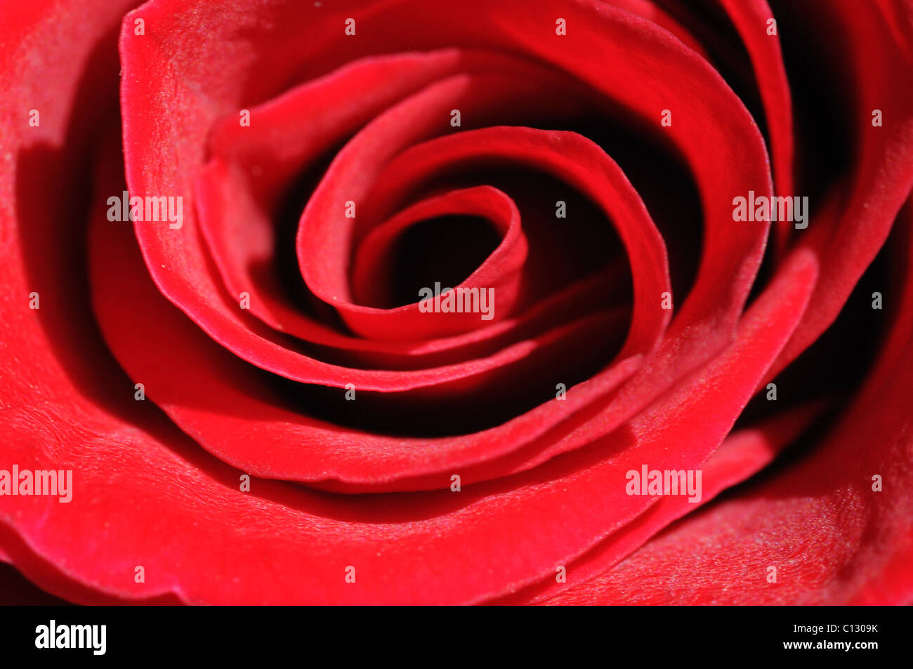 Centre de rose rouge Banque D'Images
