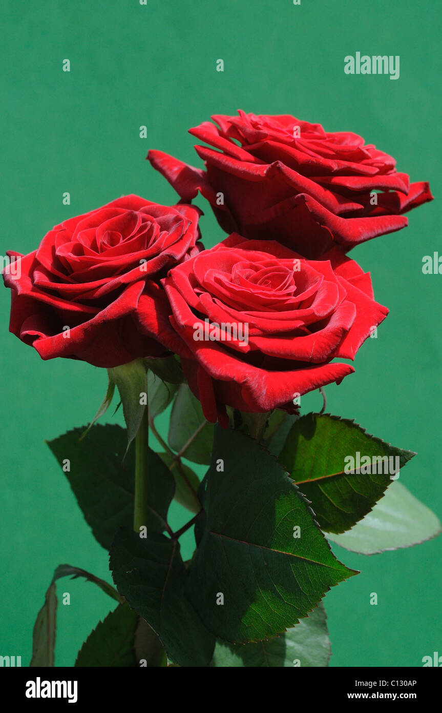 Rosees rouge sur fond vert. Banque D'Images