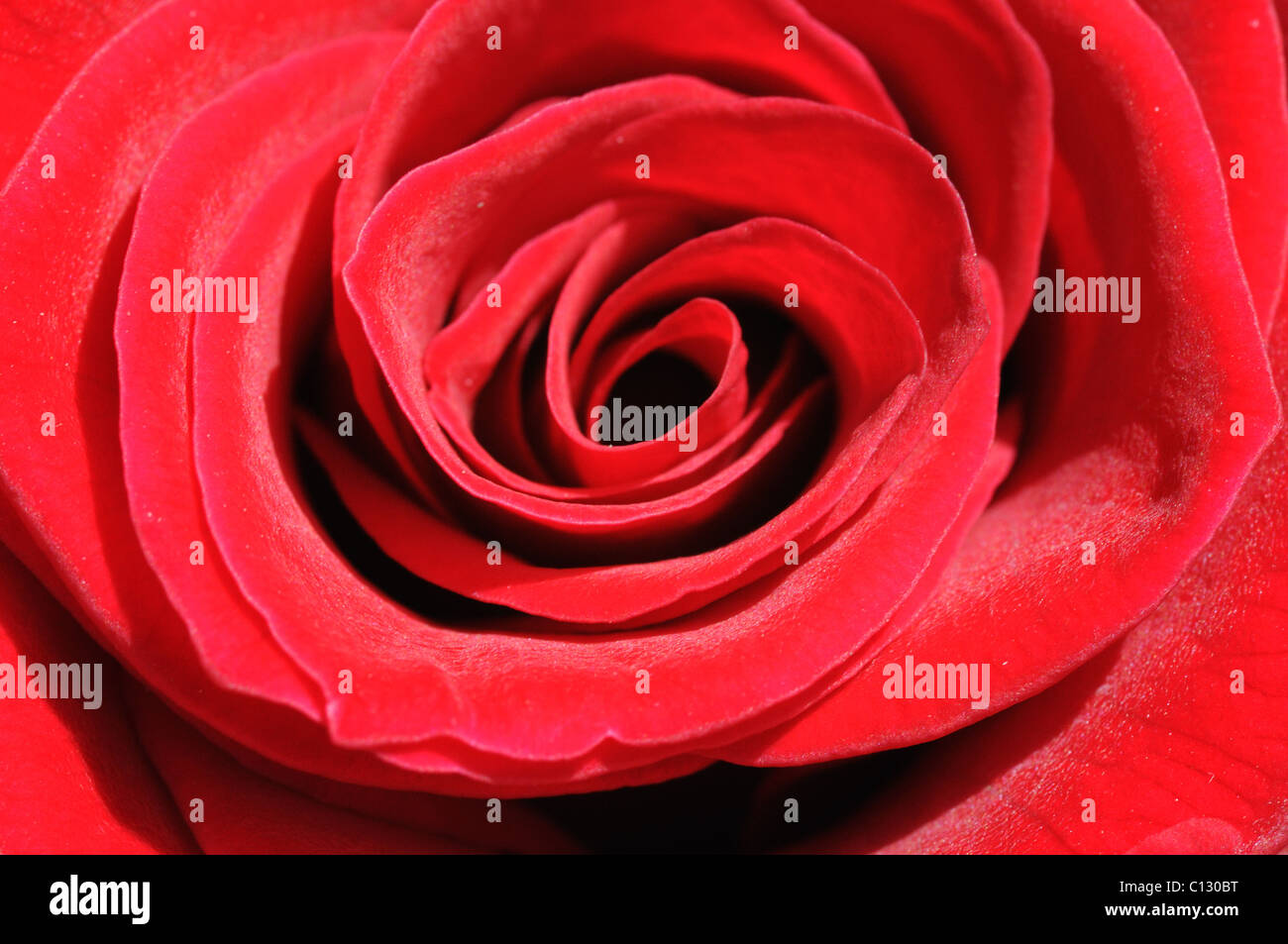 Centre de rose rouge Banque D'Images