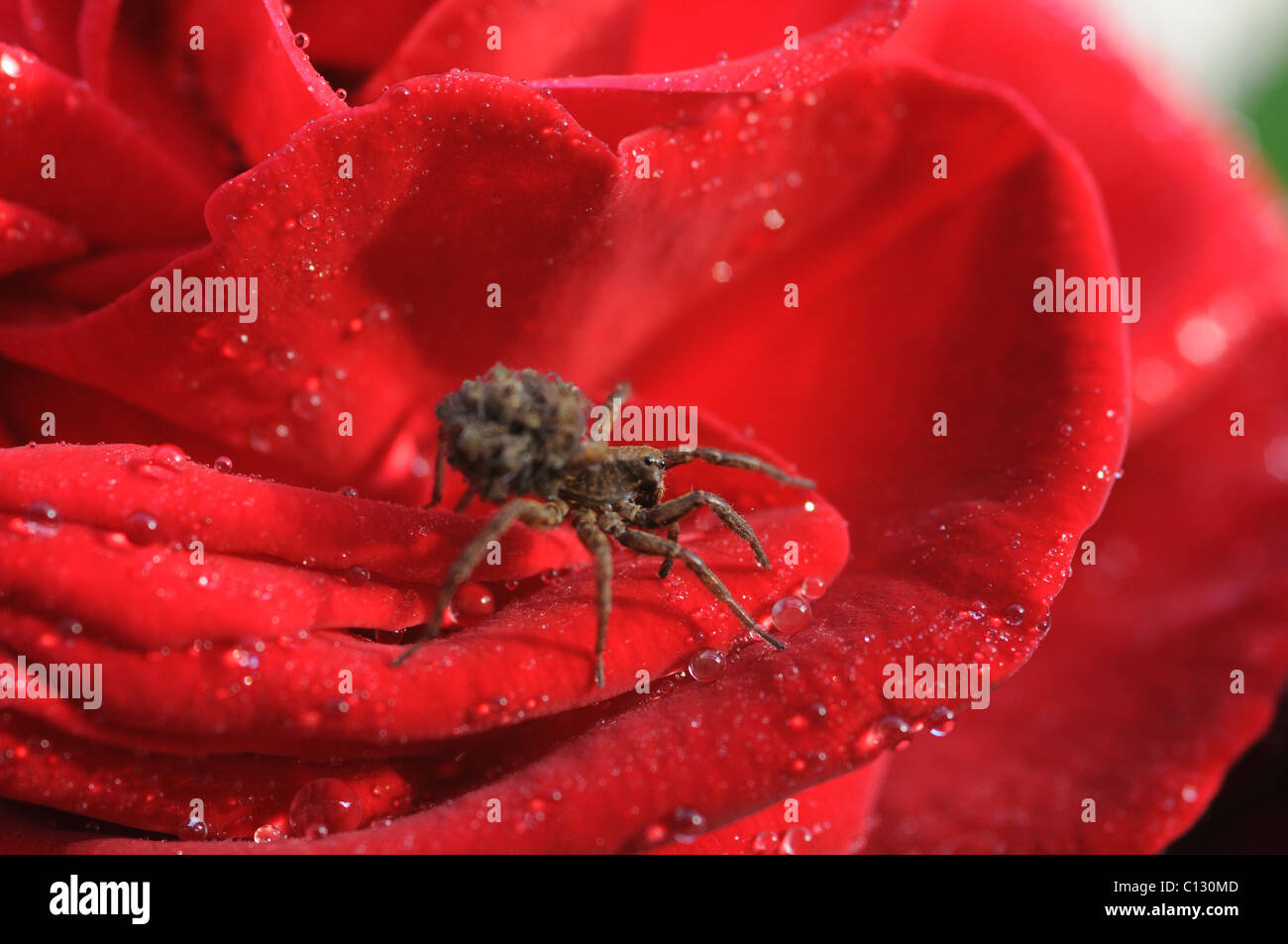 Avec les bébés sur le dos sur une rose Banque D'Images