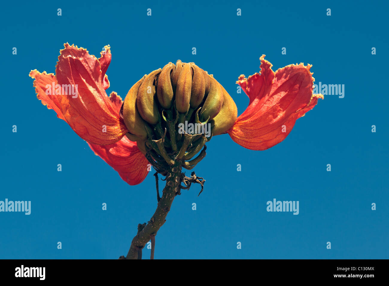 Royal Poinciana Flamboyant, arbre, Flame Tree, Peacock Flower, gulmohar Delonix regia Banque D'Images