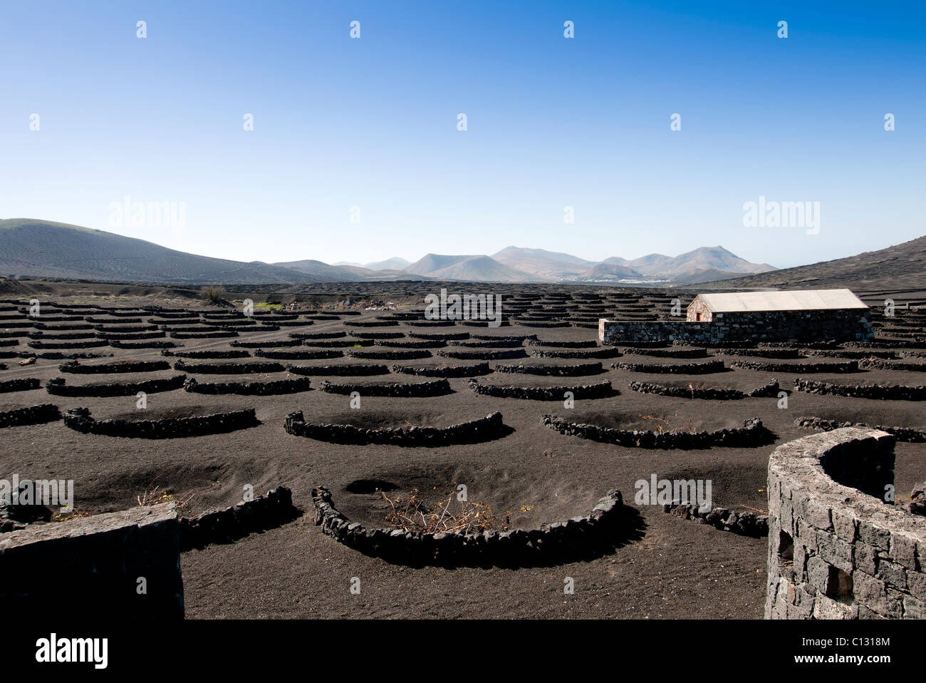 Vineyard Lanzarote Banque D'Images