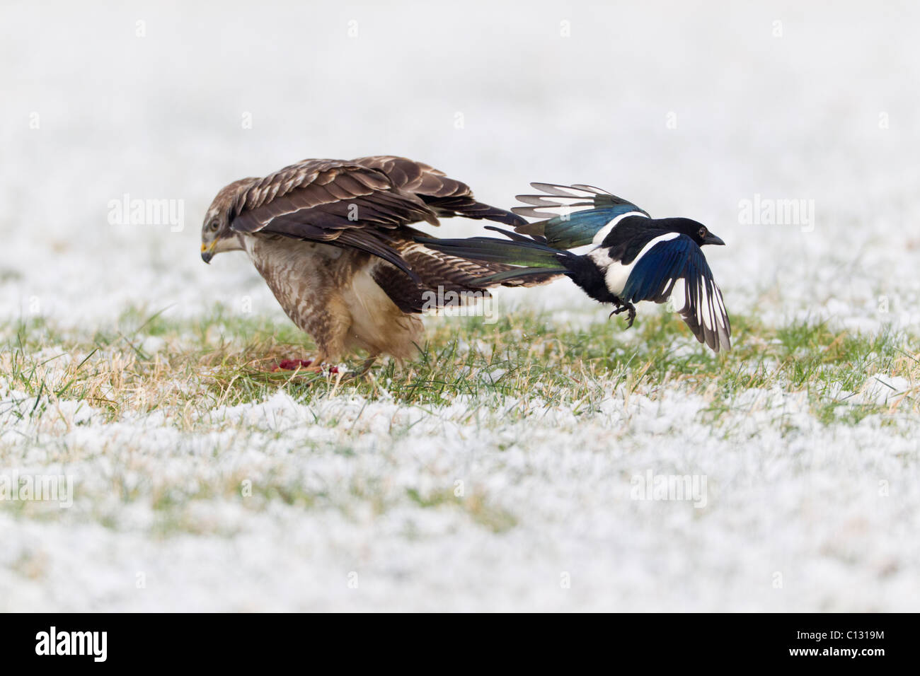Buse variable (Buteo buteo), il se nourrit de charogne, d'être harcelé par la Pie bavarde (Pica pica) Banque D'Images