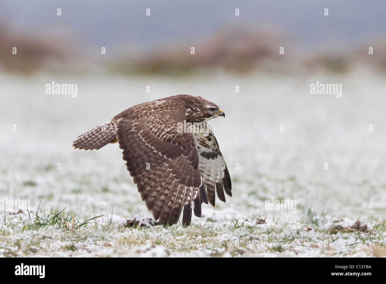 Buse variable (Buteo buteo) en vol au dessus de champ couvert de neige Banque D'Images