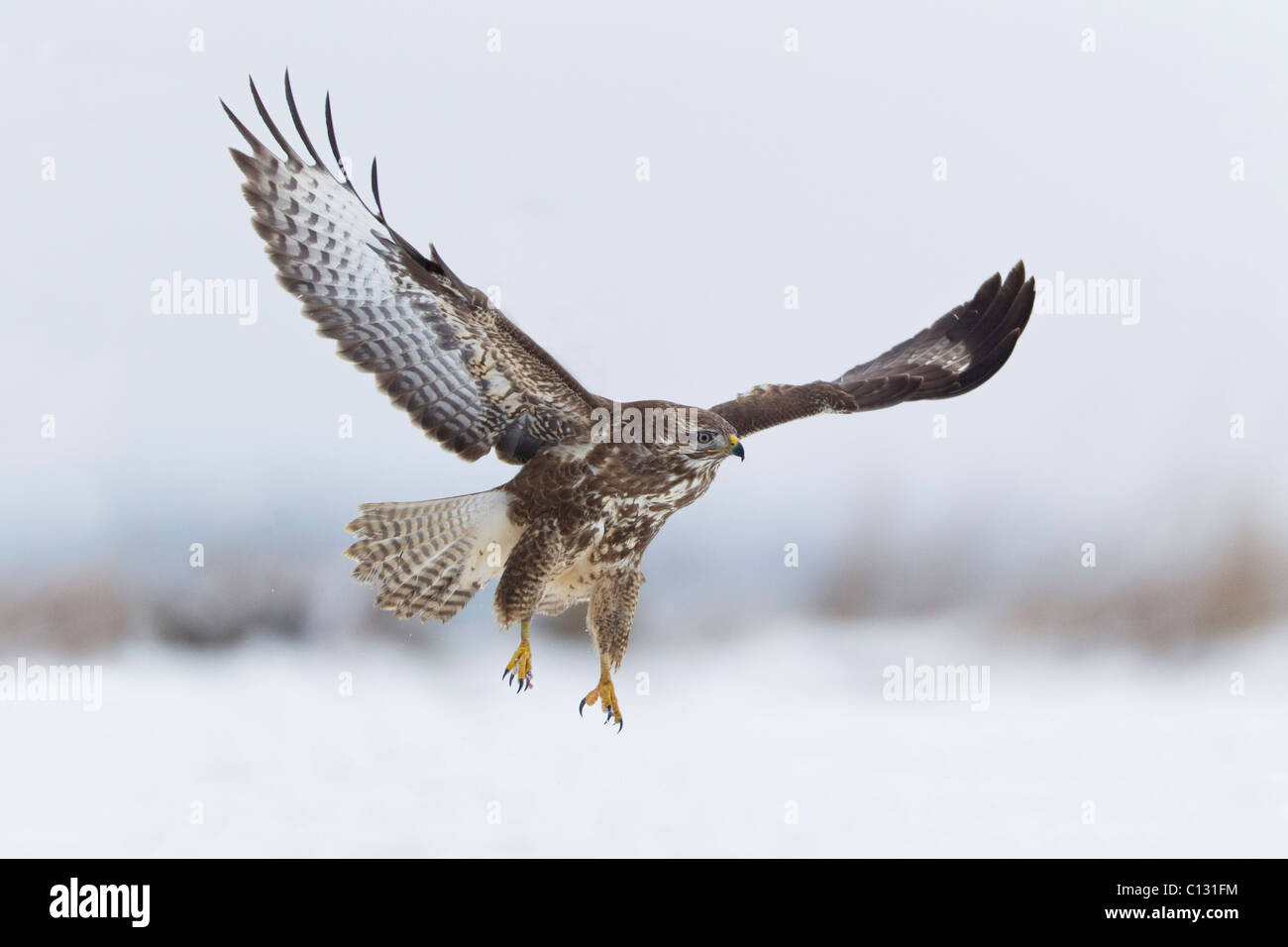 Buse variable (Buteo buteo), en vol Banque D'Images