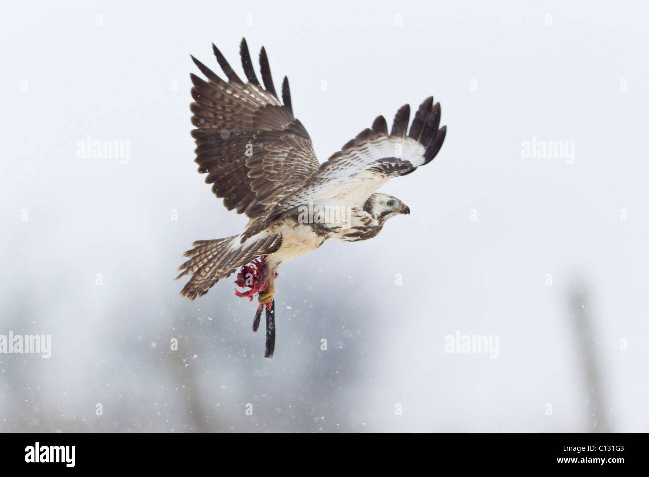 Buse variable (Buteo buteo), en vol, transportant des proies dans les serres Banque D'Images