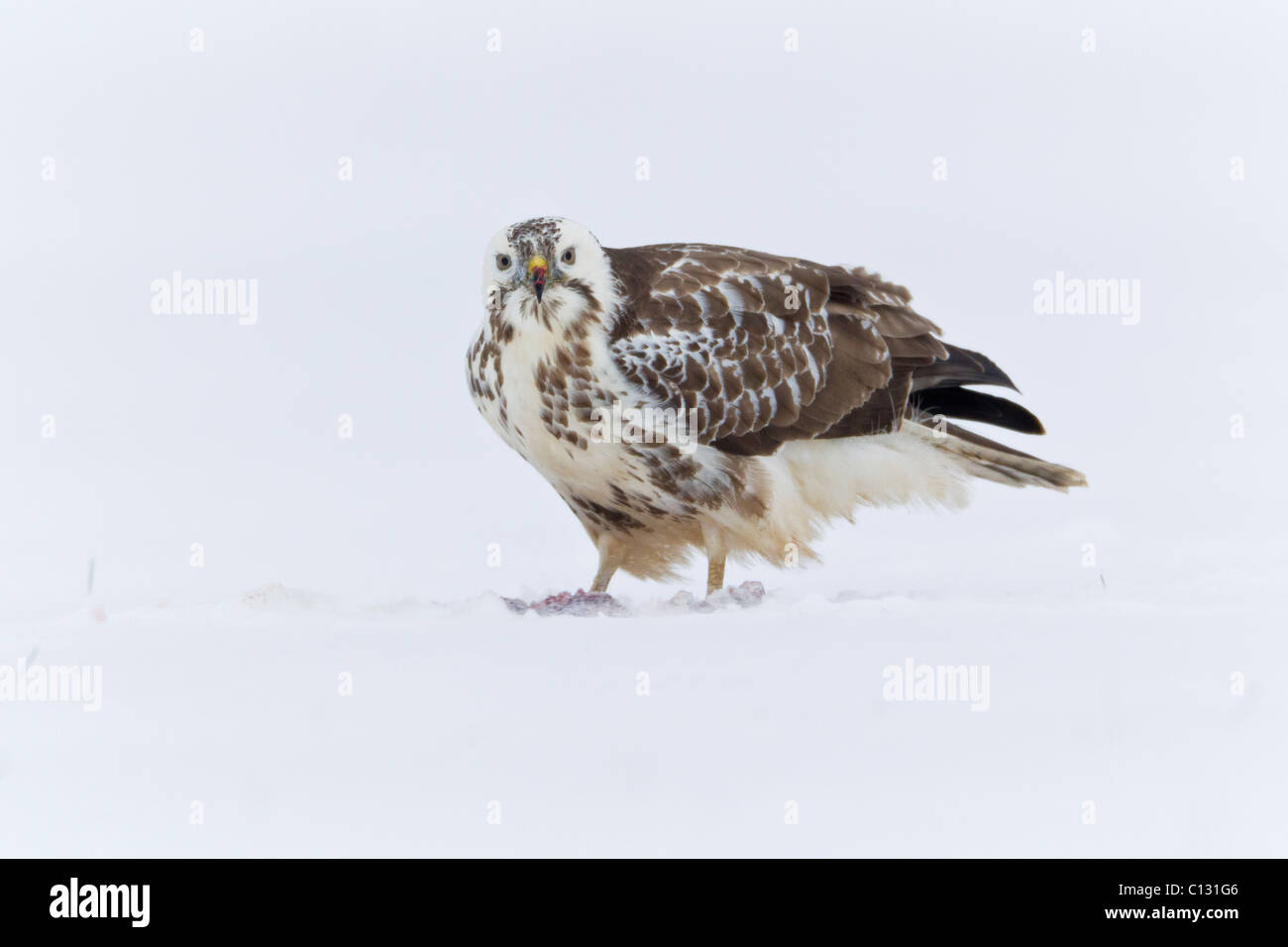 Buse variable (Buteo buteo), il se nourrit de charogne dans la neige Banque D'Images