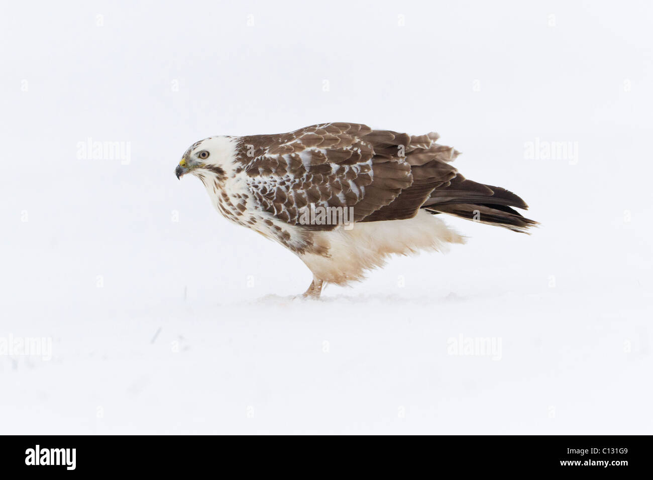 Buse variable (Buteo buteo), il se nourrit de charogne dans la neige Banque D'Images
