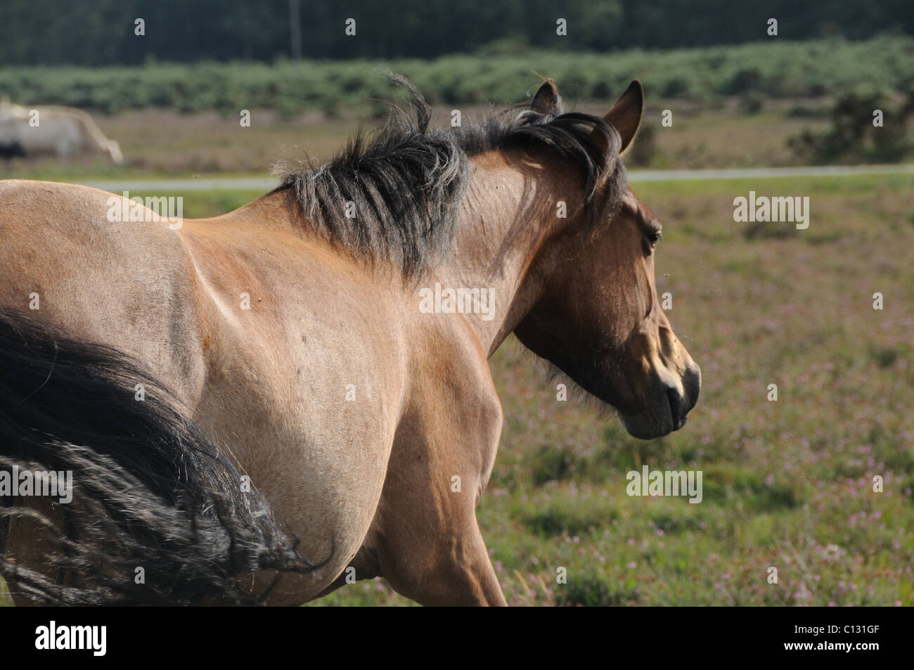 Nouveau sur le poney fForest déplacer Banque D'Images